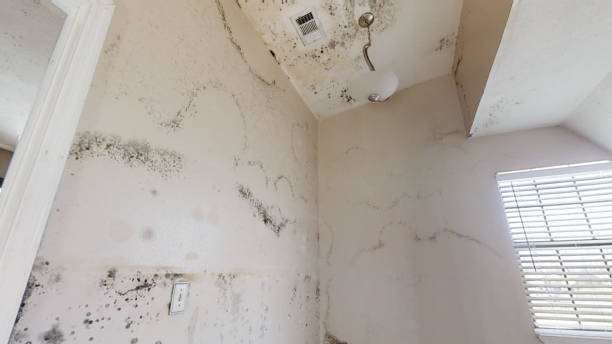 Best Asbestos and Lead Testing During Mold Inspection  in Rockville, CT