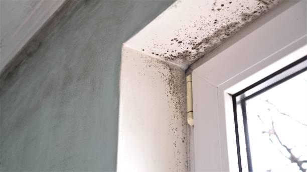 Best Commercial Mold Inspection  in Rockville, CT