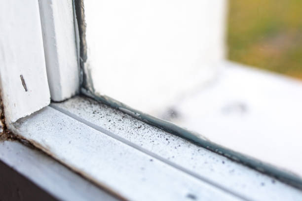 Best Mold-Related Health Consultation  in Rockville, CT