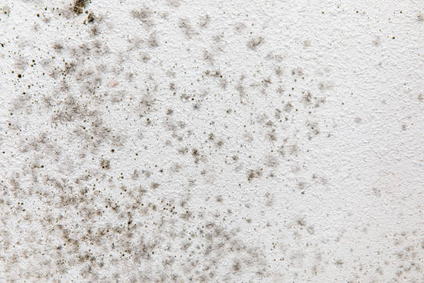 Best Mold Odor Removal Services  in Rockville, CT