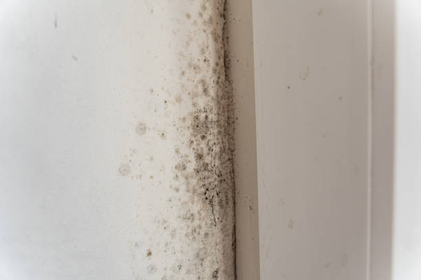 Best Residential Mold Inspection & Testing  in Rockville, CT