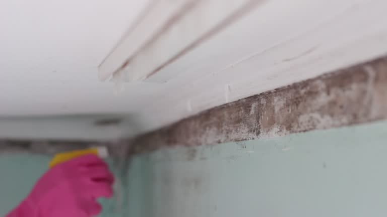 Best Air Quality Testing for Mold Spores  in Rockville, CT