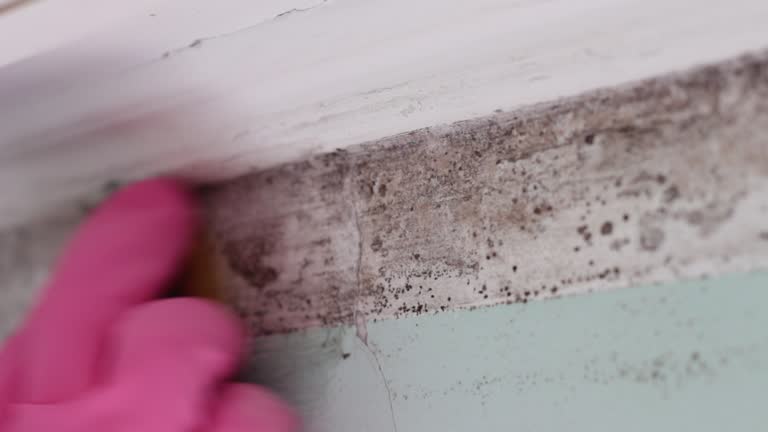 Best Attic Mold Removal  in Rockville, CT